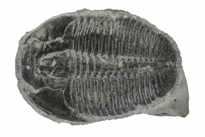 Elrathia Trilobite Fossil - Utah #78999